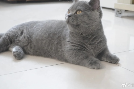 急！英国短毛猫失踪了，有哪些有效的寻猫方法？