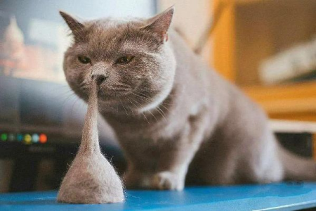 英国短毛猫掉毛有多厉害？铲屎官必看实用指南