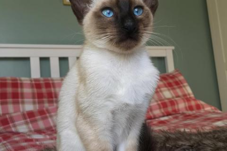 想养猫却分不清暹罗猫和布偶猫？这篇文章帮你解决难题！