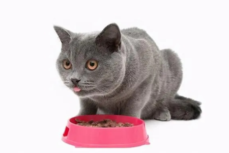 想养英国短毛猫？先了解它的寿命和健康问题！