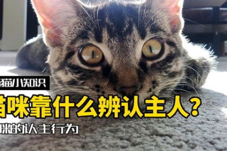 猫咪如何辨认主人？揭秘猫咪识别主人的秘密！