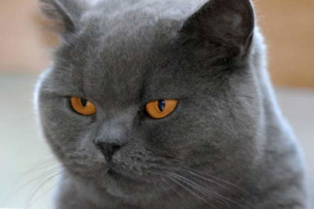 英国短毛猫缺点全解析：好奇心重？爱记仇？易生病？