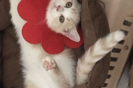 养猫必看：英短和美短有哪些不同之处？