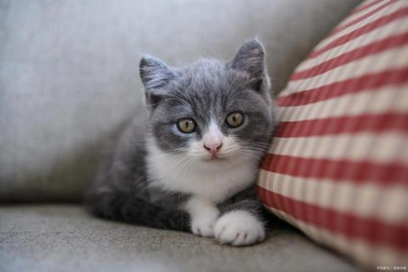 英国短毛猫认主人吗？深度解析英短的忠诚度