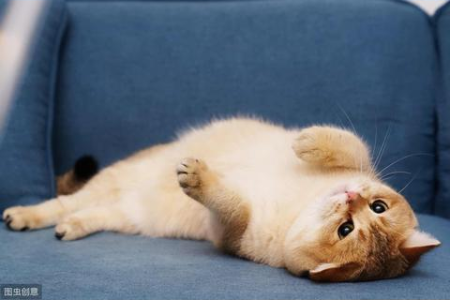 想养猫？先了解英短和美短的五大区别