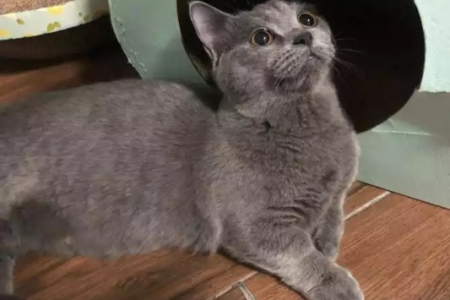 英国短毛猫和蓝猫有什么不同？外貌性格历史全方位对比