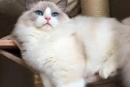 布偶猫纯种鉴定方法有哪些？教你轻松识别真假布偶猫