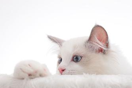 布偶猫如何看品相？选购布偶猫的全面指南