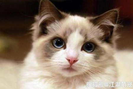 养布偶猫后悔了吗？看看布偶猫的粘人程度再做决定
