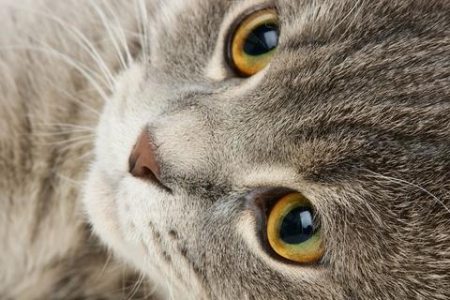 布偶猫耳朵大就代表不纯血统吗？真相来了！