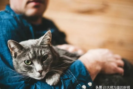 你家猫咪对你冷漠吗？猫咪对主人的感情表达方式大揭秘