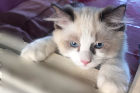 布偶猫耳朵颜色一半黑一半白是缺陷吗？详解布偶猫毛色基因