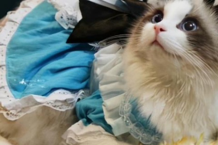 暹罗猫臭味从哪来？教你轻松解决猫咪异味问题！