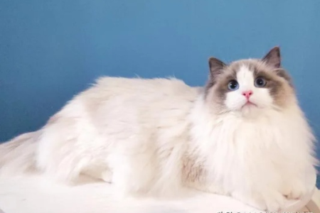还在纠结布偶猫的品种？这篇带你了解布偶猫的分类和区别