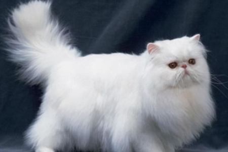 波斯猫是哪个国家的猫？一文读懂波斯猫的身世之谜