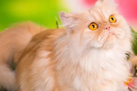想知道波斯猫的故乡？答案可能出乎你的意料！