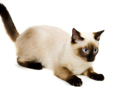 想买布偶猫？海双和蓝双的区别你必须知道！