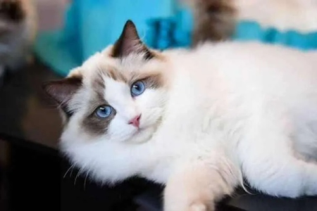 布偶猫平均寿命是多少？影响寿命的因素有哪些？