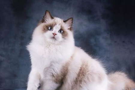 想买布偶猫？满耳满背到底指什么？