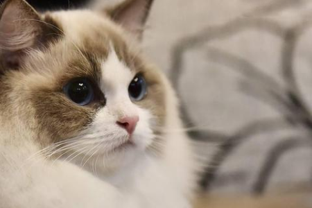 布偶猫有多少种毛色？不同毛色布偶猫图片及特点分析