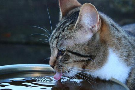 猫咪爱喝什么水？不同水源对猫咪健康的影响及最佳选择