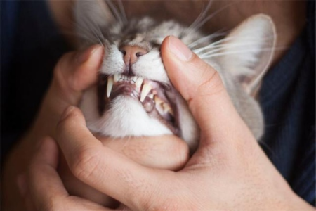 猫咪有多少颗牙齿？成年猫牙齿数量揭秘！