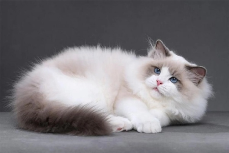 布偶猫哪个国家的猫？美国培育的布偶猫品种介绍
