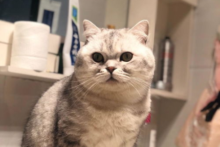 想领养猫咪？有偿领养是什么意思？需要注意哪些问题？