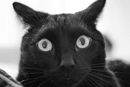 猫咪凝视你的真正含义：好奇、爱意还是其他？