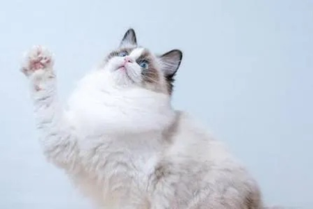 布偶猫掉毛多不多？详细分析布偶猫掉毛的季节性与非季节性
