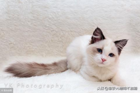 养布偶猫之前必看：它的寿命一般是多少年？