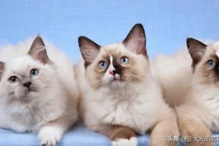 布偶猫是哪两种猫杂交的？血统来源及性格分析