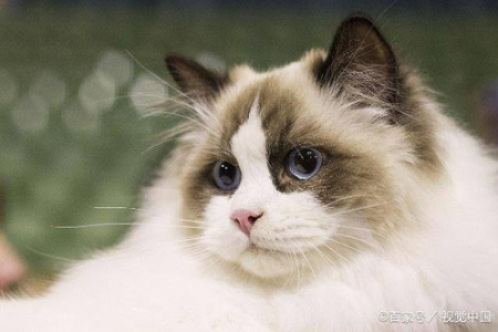 布偶猫体重年龄对照表：快速了解猫咪生长发育