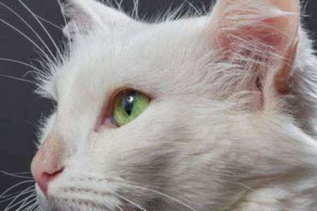 波斯猫品种大全：你了解多少种波斯猫？