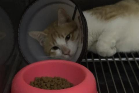 猫咪只有一个睾丸能生育吗？隐睾的解决方法