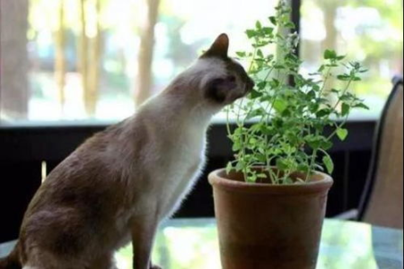 家里养猫能抽烟吗？烟味对猫咪健康的影响及预防措施