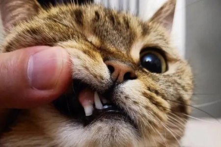 家里猫咪牙齿断了一半，怎么办？家庭护理和就医指南