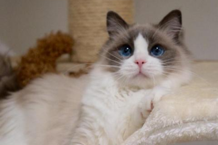 解读布偶猫颜色种类：从入门到精通的详细指南