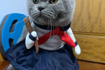 猫咪穿衣服太抗拒？试试这些方法和技巧