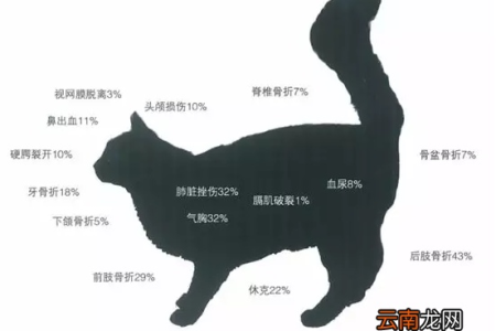 猫咪内脏出血的早期症状有哪些？如何快速识别？