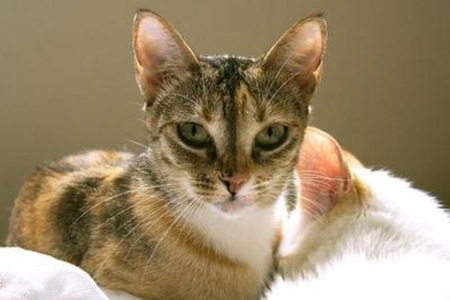 猫咪感染鼠疫的症状有哪些？如何判断猫咪是否患有鼠疫