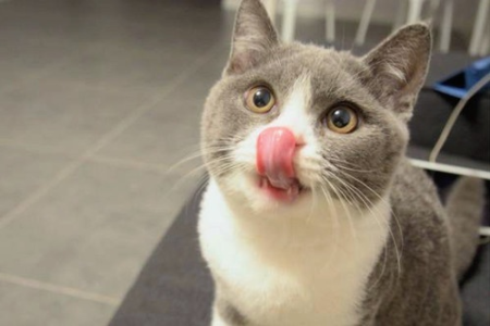 猫咪舔墙壁的秘密：异食癖还是其他原因？