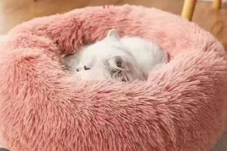 猫冬天睡猫窝会不会冷？保暖猫窝选择指南