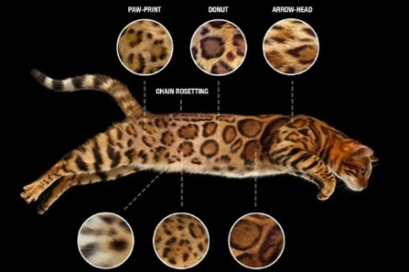 你知道豹猫有多少种花纹吗？图文详解豹猫花纹类型