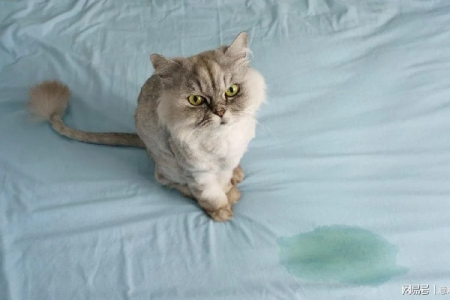 猫咪尿了被子？别慌！实用清洁方法都在这里