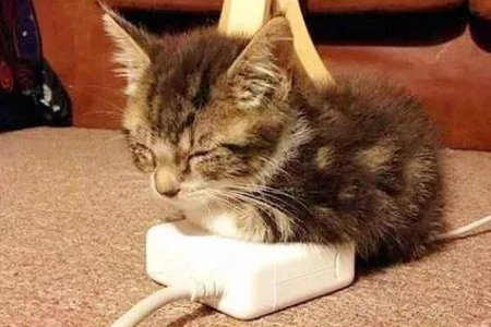 冬天猫咪会自己找暖和的地方睡觉吗？教你如何帮猫咪保暖！