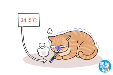 猫咪体温36度代表什么？低体温可能带来的严重后果