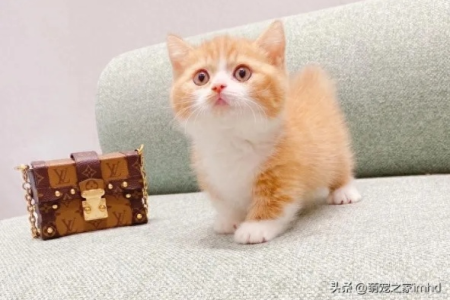 矮脚猫的基因缺陷会遗传吗？解读矮脚猫的健康风险及饲养建议