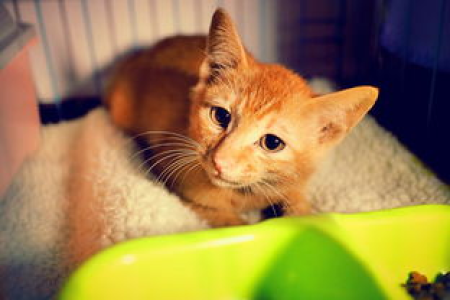 猫咪吞食泡沫塑料后如何急救？详细步骤和注意事项都在这里