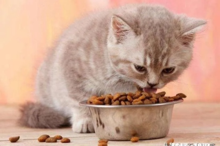为什么我家猫吃完就拉？猫咪肠胃健康护理指南